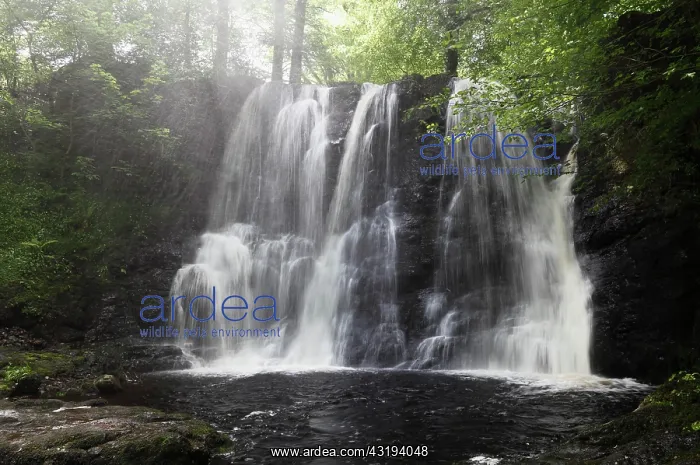 : Waterfall in the Inver river, Glenariff Forest Park : Waterfall in the Inver river, Glenariff Forest Park