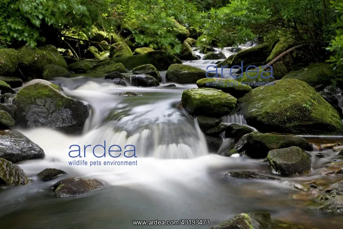 : Waterfall in Killarney National Park, Killarney : Waterfall in Killarney National Park, Killarney