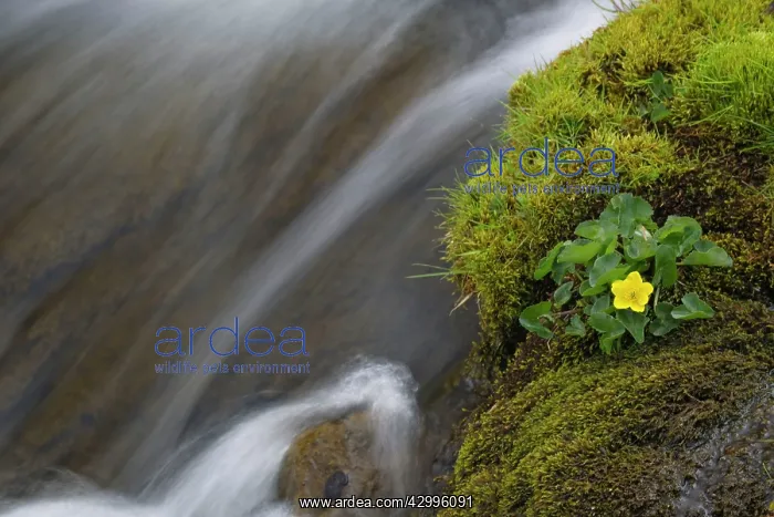 : Waterfall with Kingcup (Caltha palustris) : Waterfall with Kingcup (Caltha palustris)