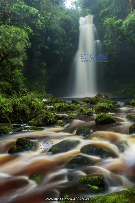 : waterfall Lindosa, rainforest stream with brown : waterfall Lindosa, rainforest stream with brown
