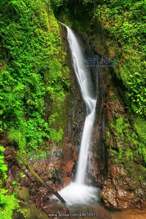 : Waterfall at Mistico Hanging Bridges, Alajuela Province : Waterfall at Mistico Hanging Bridges, Alajuela Province