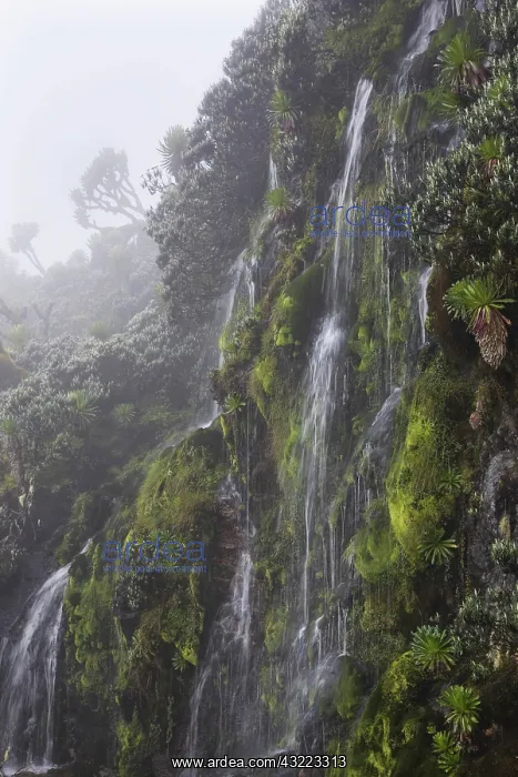  : Waterfall in Mobuku valley, Rwenzori, Uganda
