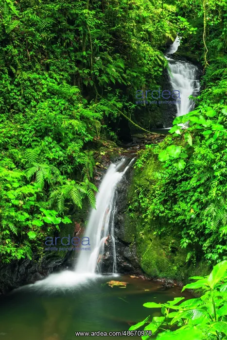 : Waterfall in Monte Verde Cloud Forest Preserve, Alajuela : Waterfall in Monte Verde Cloud Forest Preserve, Alajuela