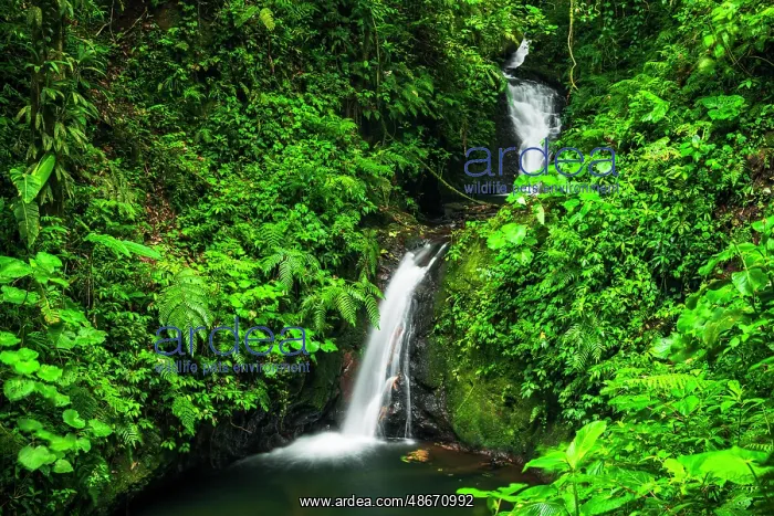 : Waterfall in Monte Verde Cloud Forest Preserve, Alajuela : Waterfall in Monte Verde Cloud Forest Preserve, Alajuela