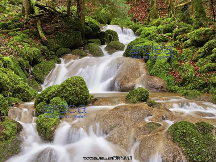 : Waterfall with moss-covered rocks : Waterfall with moss-covered rocks