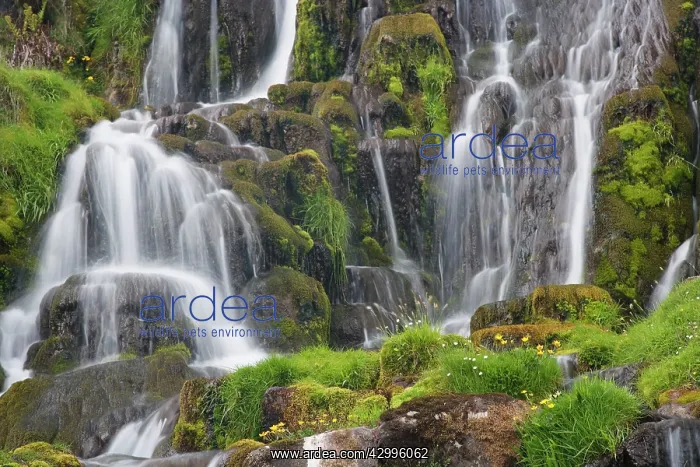 : Waterfall with moss and flowers : Waterfall with moss and flowers