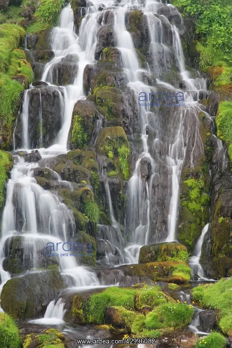 : Waterfall with moss and flowers : Waterfall with moss and flowers