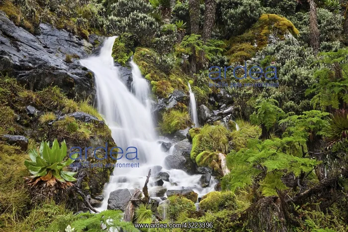: Waterfall at Mount Stanley, Ruwenzori, Uganda : Waterfall at Mount Stanley, Ruwenzori, Uganda
