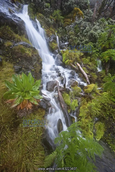 : Waterfall at Mount Stanley, Ruwenzori, Uganda : Waterfall at Mount Stanley, Ruwenzori, Uganda