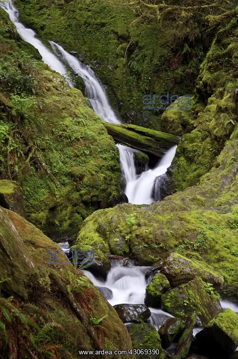 : Waterfall Near Lake Crescent : Waterfall Near Lake Crescent