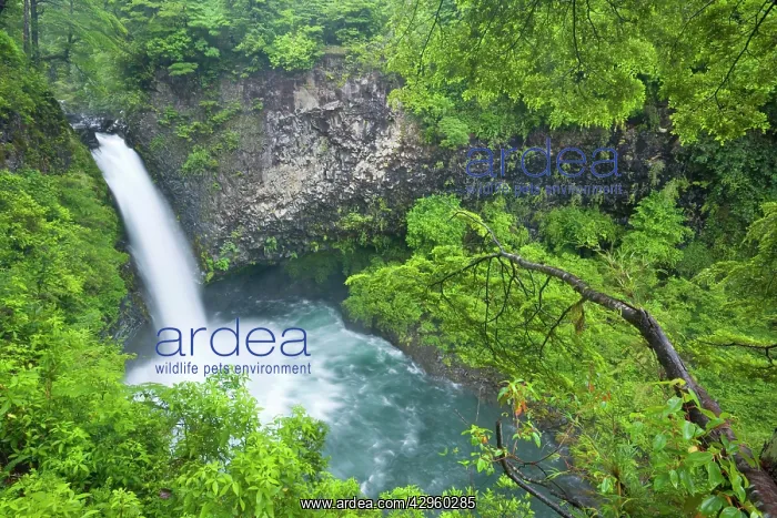 : Waterfall in rainforest - on the Palguin River : Waterfall in rainforest - on the Palguin River