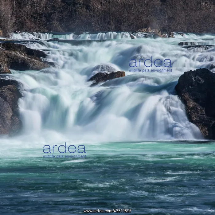 : Waterfall, Rhine Falls, Schaffhausen, SH, Switzerland : Waterfall, Rhine Falls, Schaffhausen, SH, Switzerland