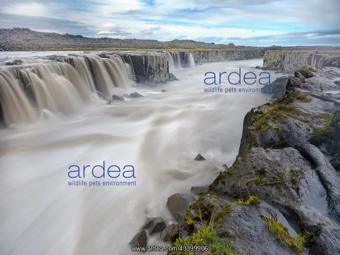 : Waterfall Selfoss in the Vatnajokull National Park : Waterfall Selfoss in the Vatnajokull National Park