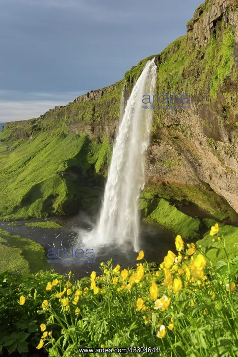 : Waterfall Seljalandsfoss (66 m) - Iceland : Waterfall Seljalandsfoss (66 m) - Iceland