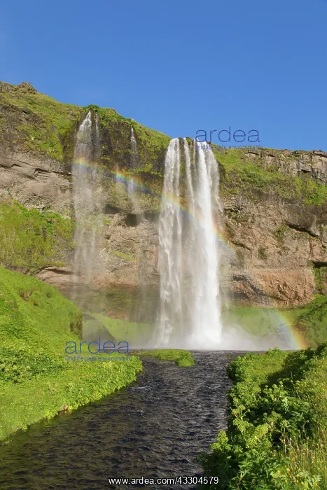 : Waterfall Seljalandsfoss (66 m) with rainbow - Iceland : Waterfall Seljalandsfoss (66 m) with rainbow - Iceland