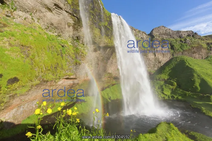 : Waterfall Seljalandsfoss (66 m) with rainbow - Iceland : Waterfall Seljalandsfoss (66 m) with rainbow - Iceland