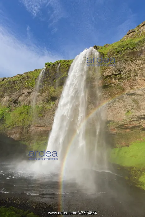 : Waterfall Seljalandsfoss (66 m) with rainbow - Iceland : Waterfall Seljalandsfoss (66 m) with rainbow - Iceland