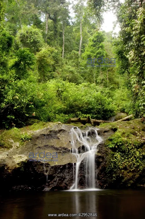 : A waterfall and a small pool near river Danum : A waterfall and a small pool near river Danum