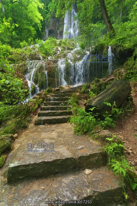 : Waterfall steps lead to waterfall in forest : Waterfall steps lead to waterfall in forest