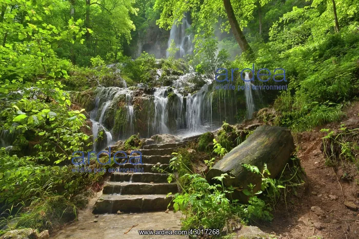 : Waterfall steps lead to waterfall in forest : Waterfall steps lead to waterfall in forest