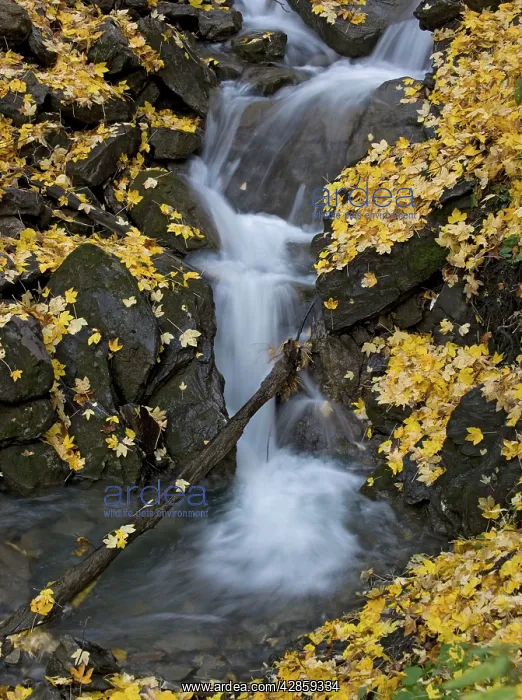 : Waterfall in sycamore woodland. Autumn : Waterfall in sycamore woodland. Autumn