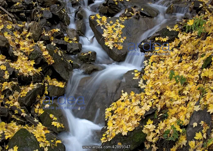  : Waterfall in sycamore woodland. Autumn