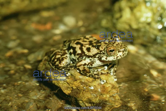 : Waterfall / Torrent Frog : Waterfall / Torrent Frog