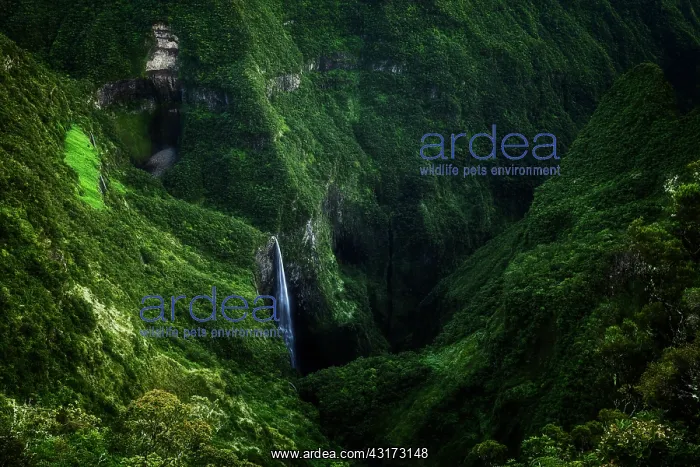: Waterfall in the Trou de Fer, Piton des Neiges Massif : Waterfall in the Trou de Fer, Piton des Neiges Massif