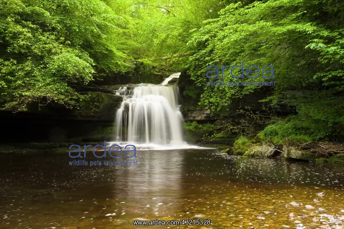 : Waterfall, Wensleydale, Yorkshire Dales, England : Waterfall, Wensleydale, Yorkshire Dales, England