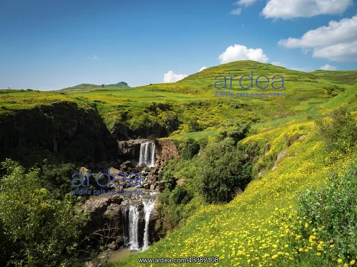 : Waterfall in yellow flowering meadows, Semien National P : Waterfall in yellow flowering meadows, Semien National P