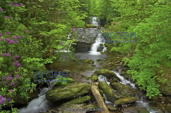 : Waterfalls at Watersmeet : Waterfalls at Watersmeet