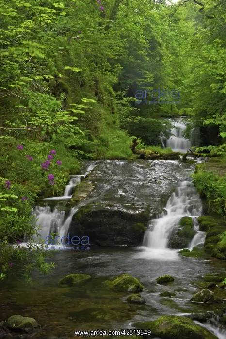 : Waterfalls at Watersmeet : Waterfalls at Watersmeet