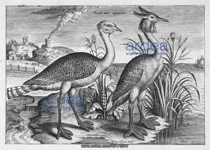: Waterfowl, copperplate engraving by Adriaen Collaert : Waterfowl, copperplate engraving by Adriaen Collaert