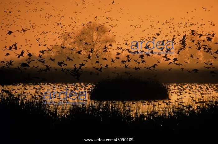 : Waterfowl flying over pond : Waterfowl flying over pond