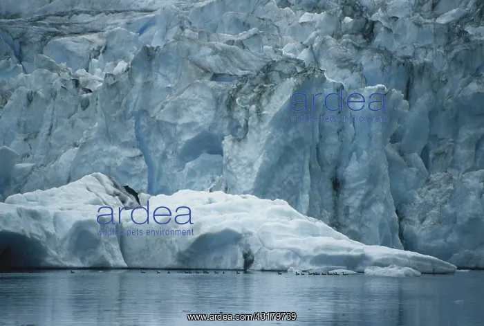 : Waterfowl and Iceberg : Waterfowl and Iceberg