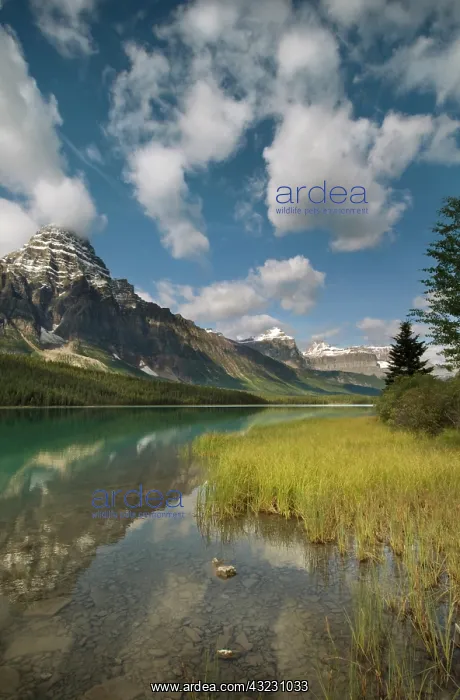 : Waterfowl lake along the Icefields parkway : Waterfowl lake along the Icefields parkway