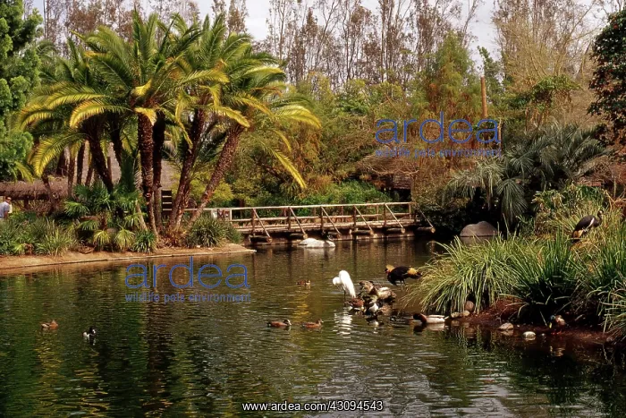 : Waterfowl Pond : Waterfowl Pond