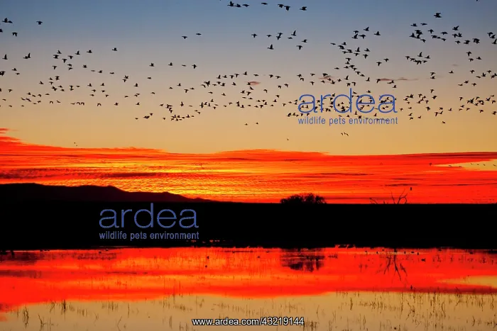 : Waterfowl on roost at sunrise, Bosque del : Waterfowl on roost at sunrise, Bosque del
