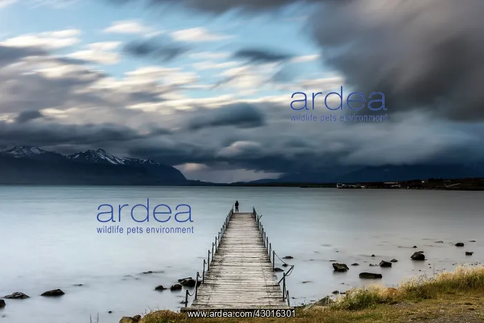 : Waterfront Pier with woman standing on the edge : Waterfront Pier with woman standing on the edge