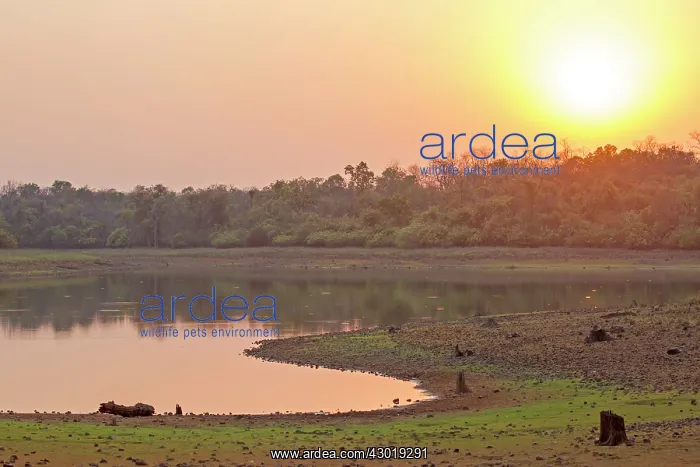 : Waterhole Tadoba Andhari Tiger Reserve, Tadoba National Park, Maharashtra, India, Asia : Waterhole Tadoba Andhari Tiger Reserve, Tadoba National Park, Maharashtra, India, Asia