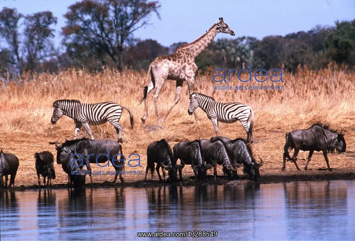 : WATERHOLE - Wildebeest / Gnu, Zebra, Giraffe drinking : WATERHOLE - Wildebeest / Gnu, Zebra, Giraffe drinking