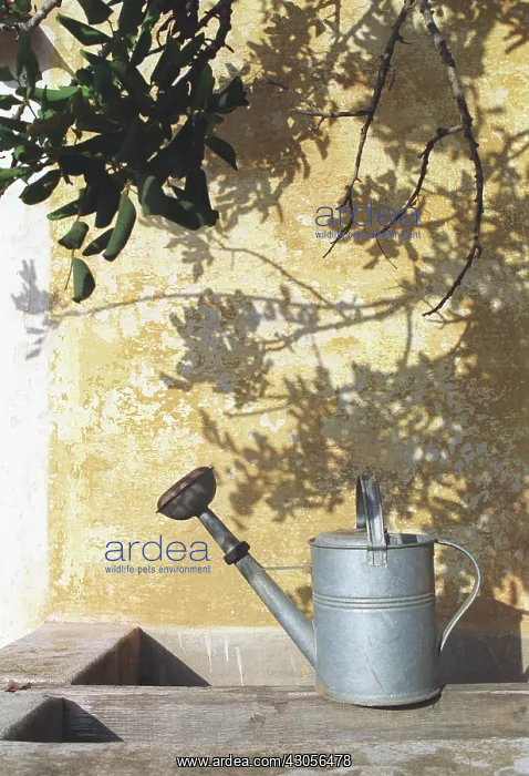 : Watering can : Watering can