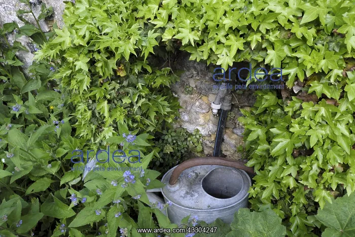 : Watering can, the Herbarium, medieval garden, Remarkable : Watering can, the Herbarium, medieval garden, Remarkable