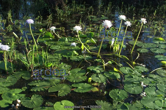 : Waterlilies : Waterlilies