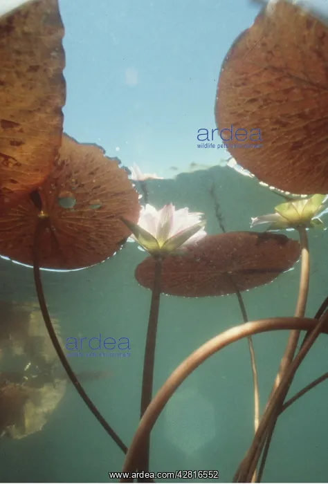 : WATERLILIES - from beneath and underwater : WATERLILIES - from beneath and underwater