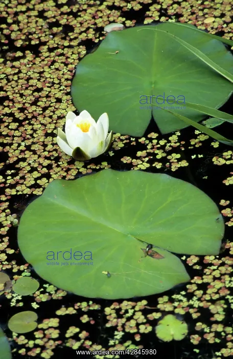  : Waterlily (Nymphaea alba)