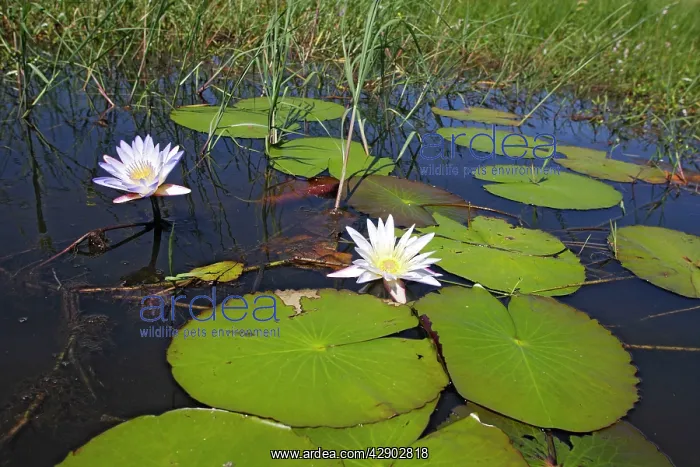 : Waterlily (Nymphaea nouchali). Bangweuleu Marsh - Zambia : Waterlily (Nymphaea nouchali). Bangweuleu Marsh - Zambia