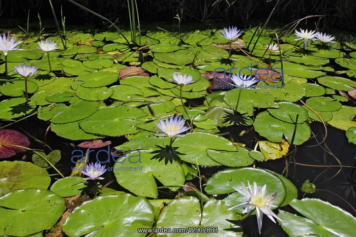 : Waterlily (Nymphaea nouchali). Bangweuleu Marsh - Zambia : Waterlily (Nymphaea nouchali). Bangweuleu Marsh - Zambia