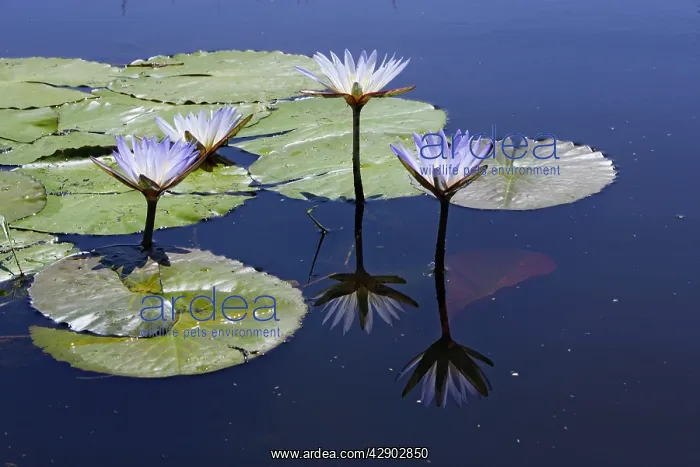 : Waterlily. (Nymphaea nouchali). Bangweuleu Marsh - Zambia : Waterlily. (Nymphaea nouchali). Bangweuleu Marsh - Zambia