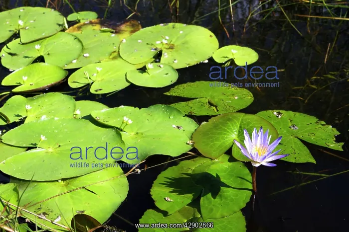 : Waterlily. (Nymphaea nouchali). Bangweuleu Marsh - Zambia : Waterlily. (Nymphaea nouchali). Bangweuleu Marsh - Zambia